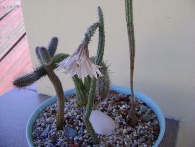 Wilcoxia leucantha albiflora