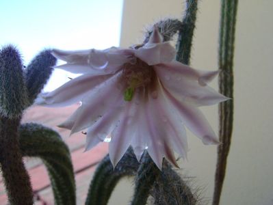 Wilcoxia leucantha albiflora