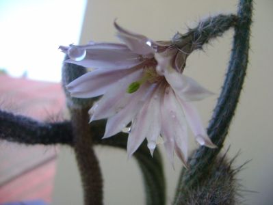 Wilcoxia leucantha albiflora