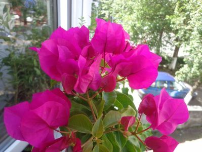 Bougainvillea