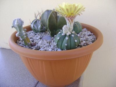 Grup de 5 Astrophytum; Astrophytum asterias
Astrophytum asterias hb.
Astrophytum capricorne
Astrophytum myriostigma cv. Hubuki
