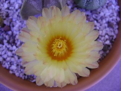 Astrophytum asterias