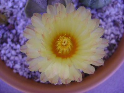 Astrophytum asterias