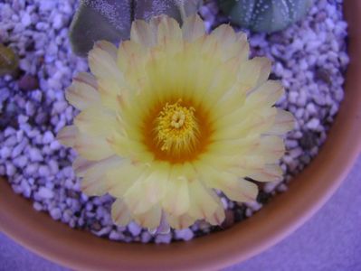 Astrophytum asterias