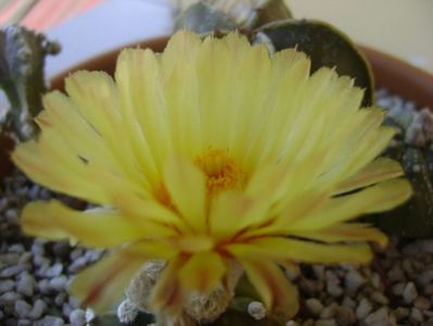 Astrophytum asterias