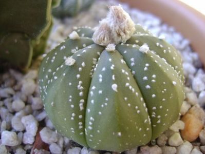 Astrophytum asterias hb.