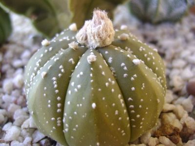 Astrophytum asterias hb.