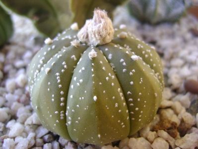 Astrophytum asterias hb.