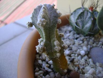 Astrophytum myriostigma cv. Hubuki