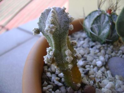 Astrophytum myriostigma cv. Hubuki