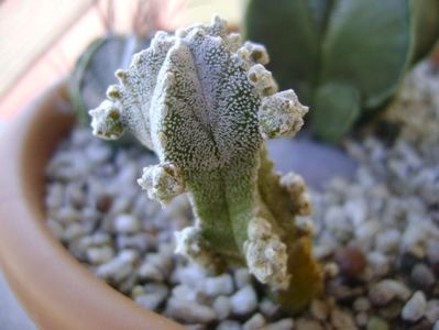 Astrophytum myriostigma cv. Hubuki