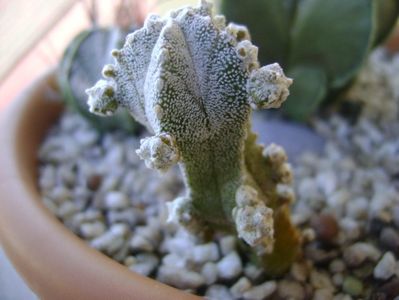 Astrophytum myriostigma cv. Hubuki