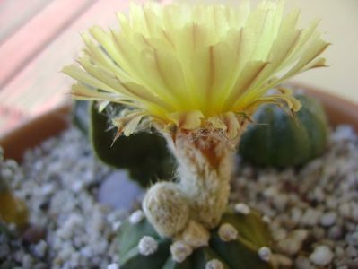 Astrophytum asterias