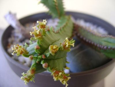 Euphorbia tubiglans