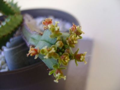 Euphorbia tubiglans