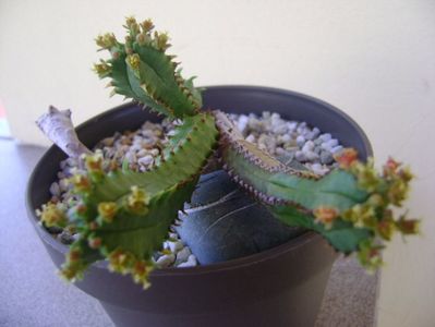 Euphorbia tubiglans