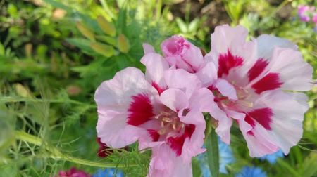 Azaleea-Rhododendron-Godetia grandiflora
