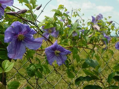 clematis Prince Charles