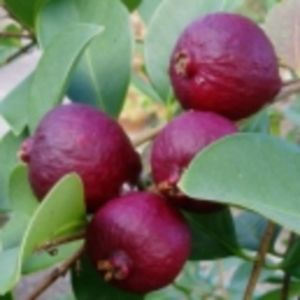 Pom de căpșuni- psidium-cattleianum; Planta este o guavă cu fructul dulce-acrișor cu puțină aromă de căpșuni. Fructul este copt, cînd este moale.
