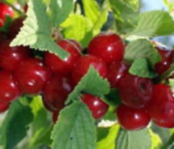 Nanking Dwarf Cherry; Arbust de cireșe japoneze.
