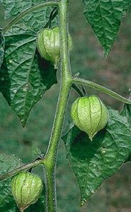 Physalis pubescens L plant 30 SEMINTE -5 RON; Plantă anuală, 
Descriere: Plantă viguroasă, înaltă (100-150 cm)ramificata. Fructele galben-portocalii, sunt foarte aromate dulci și rezistente la păstrare. Fructele se consumă proaspete, în salate de
