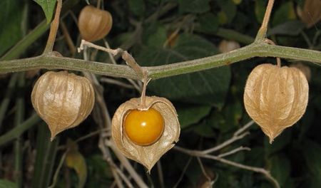 Physalis pubescens L 30 SEMINTE -5 RON; Plantă anuală, 
Descriere: Plantă viguroasă, înaltă (100-150 cm)ramificata. Fructele galben-portocalii, sunt foarte aromate dulci și rezistente la păstrare. Fructele se consumă proaspete, în salate de
