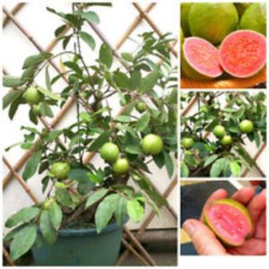 Plantă și fructe guavă roșie