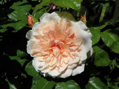 Rose de Tolbiac