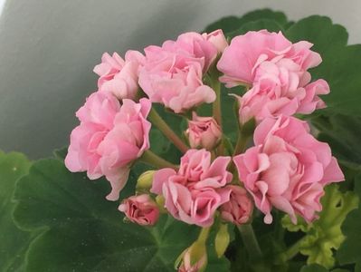 Australian Pink Roseboud