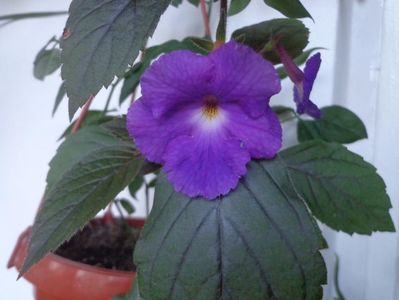 Achimenes