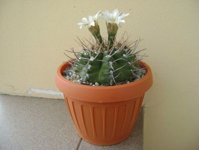 Gymnocalycium intermedium