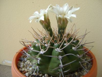 Gymnocalycium intermedium