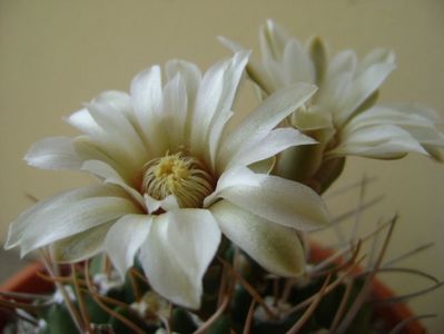 Gymnocalycium intermedium