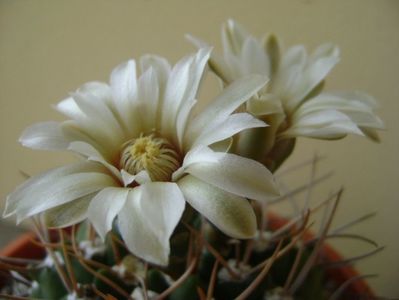 Gymnocalycium intermedium