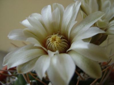 Gymnocalycium intermedium