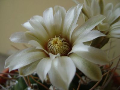 Gymnocalycium intermedium