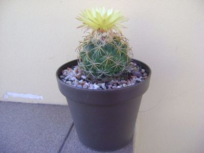 Coryphantha elephantidens v. sulcolanata