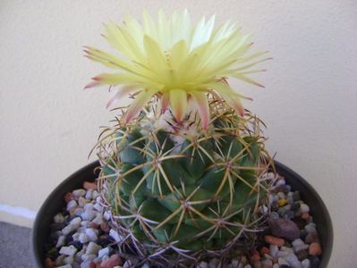 Coryphantha elephantidens v. sulcolanata