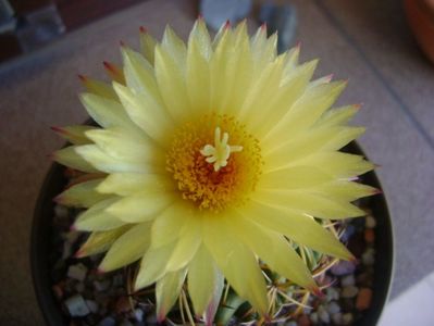 Coryphantha elephantidens v. sulcolanata