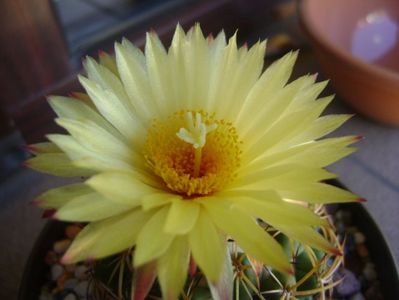 Coryphantha elephantidens v. sulcolanata