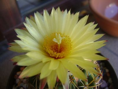 Coryphantha elephantidens v. sulcolanata