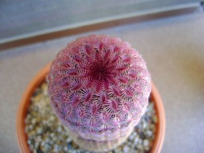 Echinocereus rigidissimus ssp. rubispinus