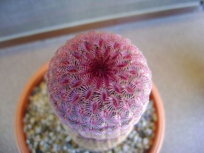 Echinocereus rigidissimus ssp. rubispinus