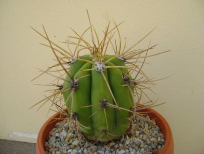 Trichocereus terscheckii