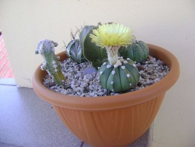 Astrophytum asterias