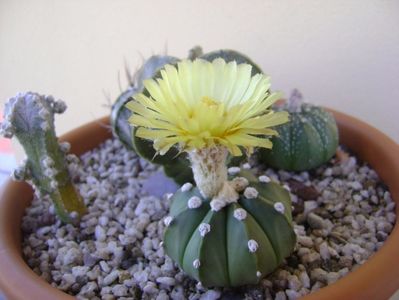 Astrophytum asterias