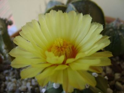 Astrophytum asterias