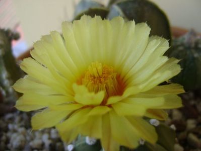 Astrophytum asterias