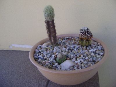 Grup de 3 cactusi altoiti; Mammillaria magallanii
Mammillaria luethyi
Mammillaria theresae albiflora
