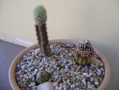 Grup de 3 cactusi altoiti; Mammillaria magallanii
Mammillaria luethyi
Mammillaria theresae albiflora
